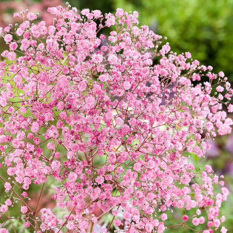 Gipskruid (Gypsophila) Planten