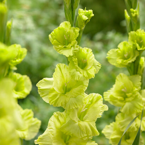 Gladiolen Gladiolen Bloembollen