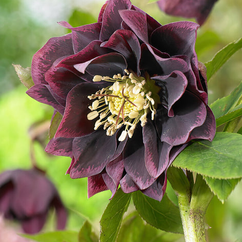 Helleborus planten (Kerstroos)