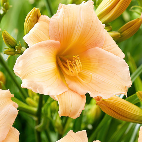 Hemerocallis (Daglelies) Hemerocallis (Daglelies)