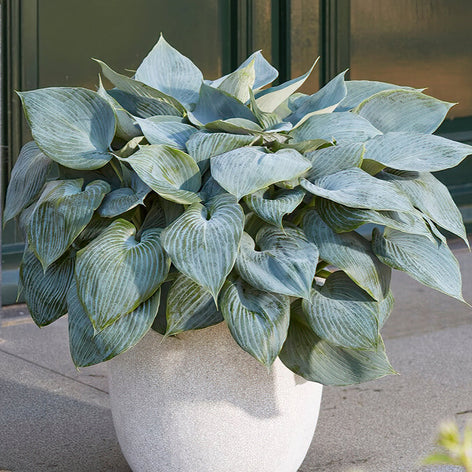 Hosta Kopen Hosta