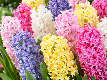Tulpen