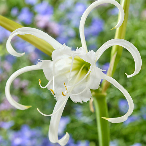 Hymenocallis (Spinnenlelie)