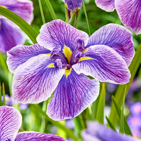 Japanse Iris (Iris ensata) Japanse Iris - Iris Ensata vaste planten bestellen