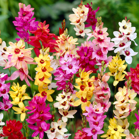Ixia (Graanlelie) Ixias Graanlelie Bloembollen