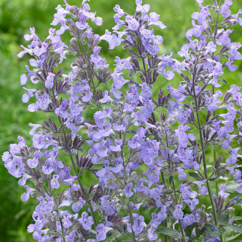 Nepeta (Kattenkruid) Nepeta (Kattenkruid) vaste planten bestellen