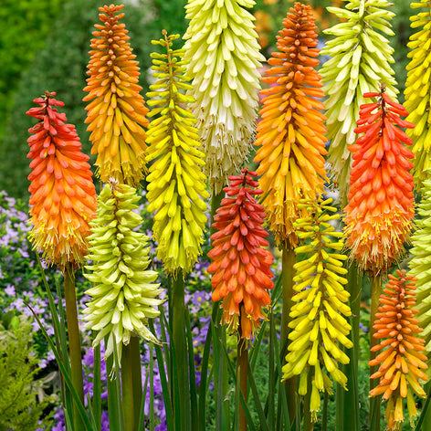 Kniphofia (Vuurpijl, Fakkellelie) Kniphofia (Vuurpijl, Fakkellelie) - Vaste planten