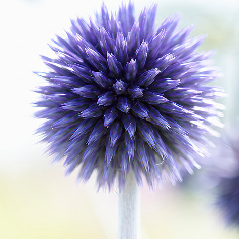 Kogeldistel (Echinops)