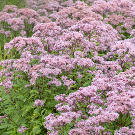 Koninginnenkruid (Eupatorium) Koninginnekruid (Eupatorium)