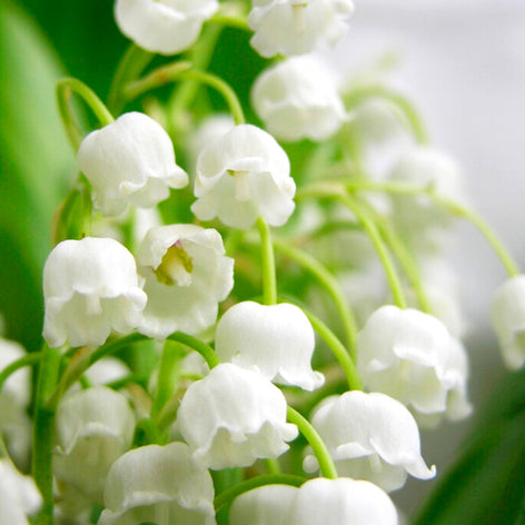 Convallaria (Lelietje van Dalen)