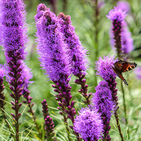 Kopen Liatris
