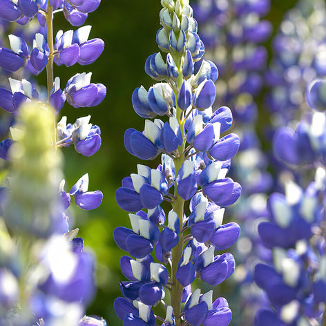 Lupine Lupine Planten Bestellen