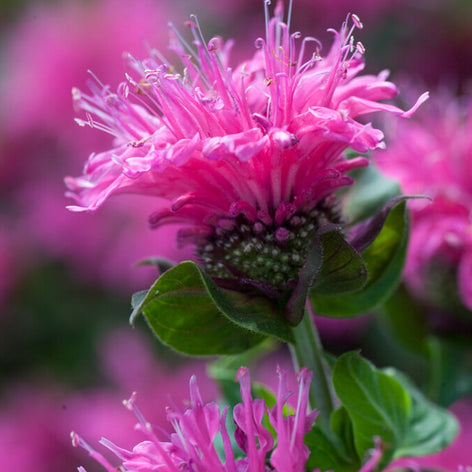 Monarda (Bergamotplant) Monarda (Bergamotplant) vaste planten