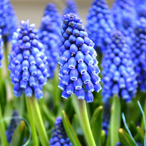 Blauwe Druifjes (Muscari) Blauwe Druifjes