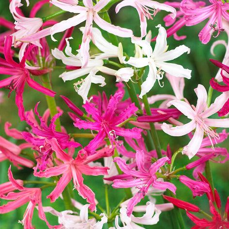 Nerine (Kliplelies) Nerine Bloembollen - Kliplelies