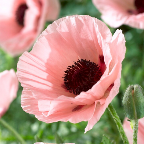 Oosterse klaproos (Papaver)