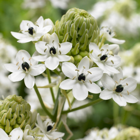 Ornithogalum (Vogelmelk) Ornithogalum