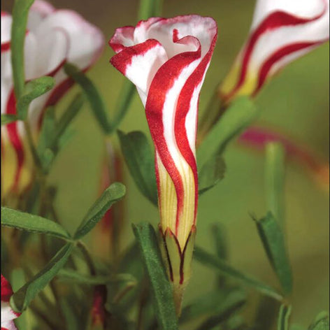 Oxalis (Klaverzuring) Oxalis (Klaverzuring)