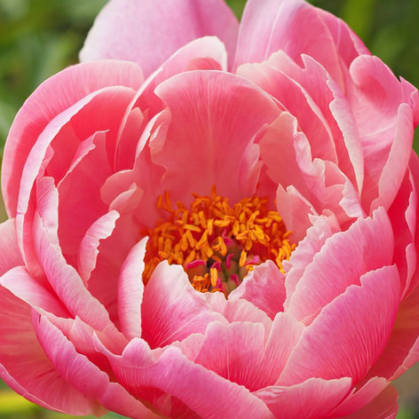 Pioenrozen Pioenrozen