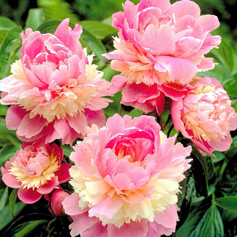 Pioenrozen Pioenrozen