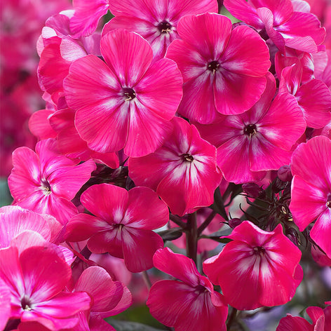 Phlox Kopen Phlox