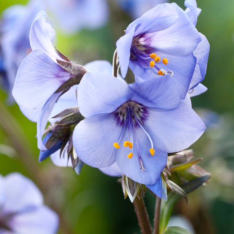 Polemonium (Jacobsladder) Polemonium (Jacobsladder) vaste planten
