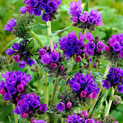 Pulmonaria (Longkruid) Pulmonaria (Longkruid)