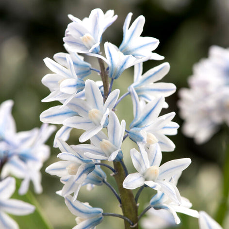 Puschkinia (Buishyacint) Puschkinia