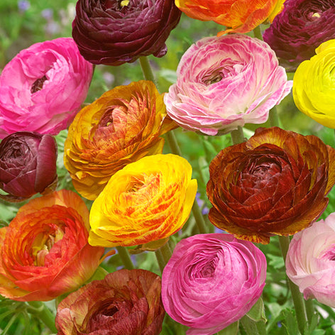 Ranonkels (Ranunculus) Ranonkels Ranunculus Bloembollen