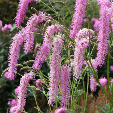 Sanguisorba (Pimpernel) Sanguisorba (Pimpernel)