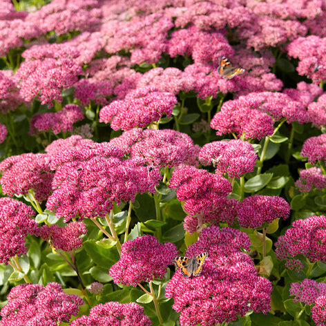 Sedum (Hemelsleutel) Kopen Sedum (Hemelsleutel)