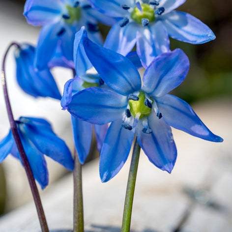 Scilla (Sterhyacint) Scilla
