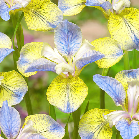 Siberische lis - Iris sibirica | Planten online kopen