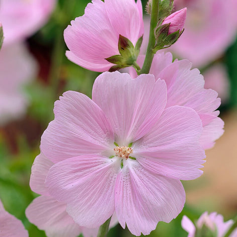 Sidalcea (Prairiemalva - Griekse Malva) Sidalcea (Prairiemalva - Griekse Malva)