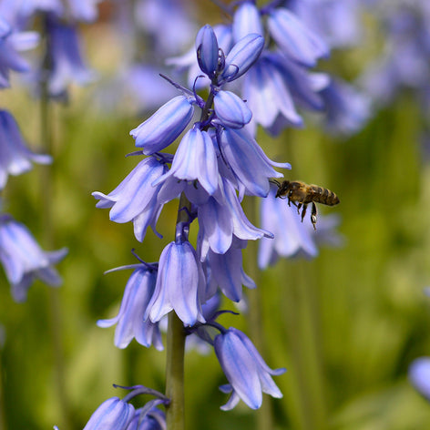 Hyacinthoides (Spaanse Boshyacinten) Boshyacinten