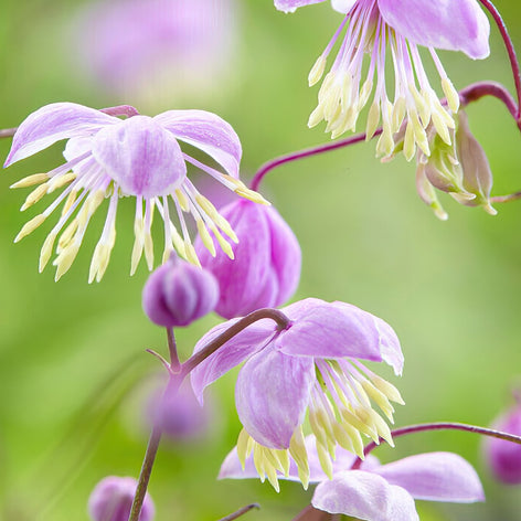 Thalictrum (Ruit) Thalictrum (Ruit) vaste planten