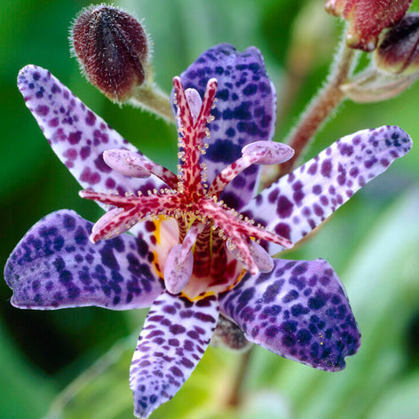 Paddenlelie Kopen Paddenlelie (Tricyrtis)