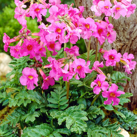 Incarvillea (Tuingloxinia) planten