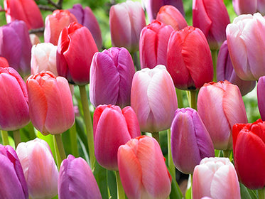 Tulpen