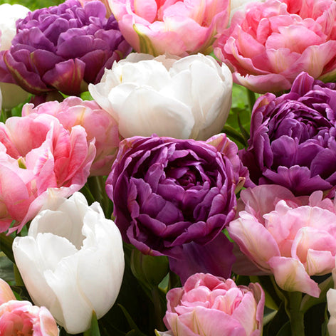 Bloembollen Collecties Bloembollen Collecties