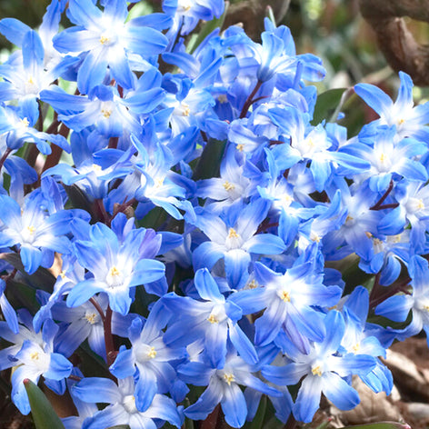 Chionodoxa (Sneeuwroem) Chionodoxa