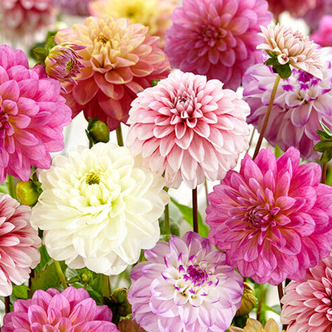 Dahlia's Dahlia's