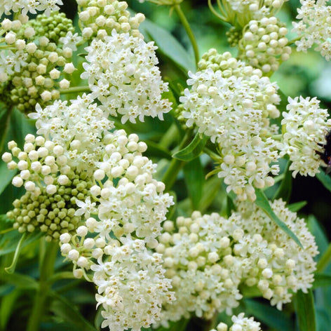 Asclepias (Zijdeplant) Zijdeplant