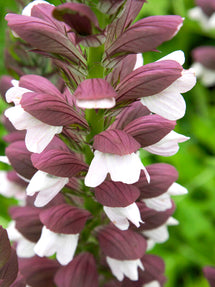 Acanthus hungaricus White Lips (Hongaarse Bereklauw)