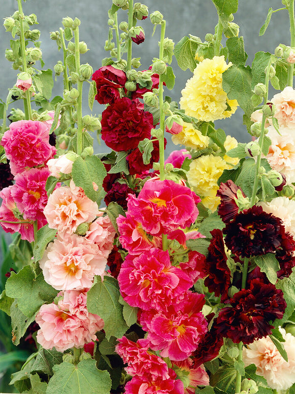 Chater's Dubbele Stokrozen Mix (Alcea Rosea) vaste planten kopen