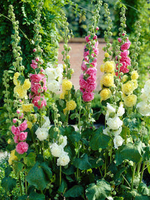 Chater's Dubbele Stokrozen Mix (Alcea Rosea)