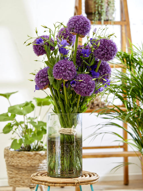 Allium Bloembollen Ambassador