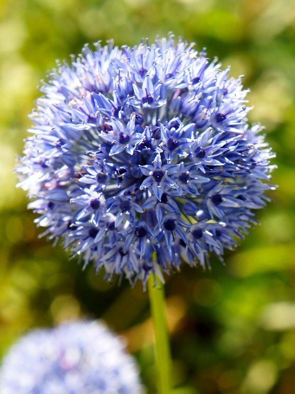 Allium Azureum - Sierui - Bloembollen