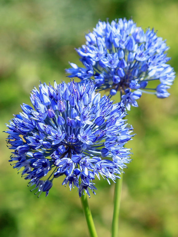 Allium Azureum - Sierui - Bloembollen