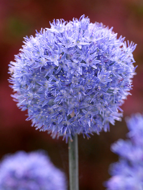 Allium Azureum - Blauwe Allium Bloembollen - DutchGrown™